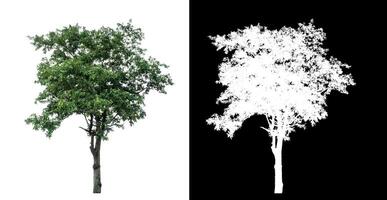 Single green tree on white background with clipping path and alpha channel on black background. photo