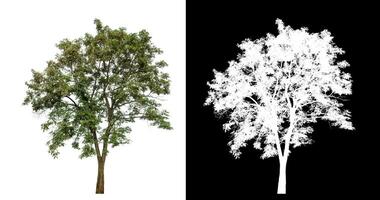 Single green tree on white background with clipping path and alpha channel on black background. photo