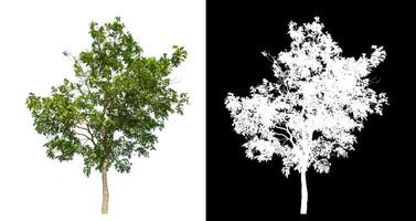 Single green tree on white background with clipping path and alpha channel on black background. photo