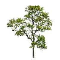 Tree isolated on white background with clipping path and alpha channel. photo