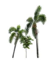 Green palm tree isolated on white background with clipping path and alpha channel. photo