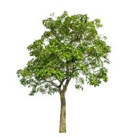 Tree isolated on white background with clipping path and alpha channel. photo