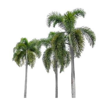 Green palm tree isolated on white background with clipping path and alpha channel. photo