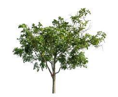 Tree isolated on white background with clipping path and alpha channel. photo