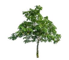 Tree isolated on white background with clipping path and alpha channel. photo