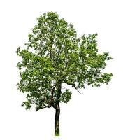 Tree isolated on white background with clipping path and alpha channel. photo