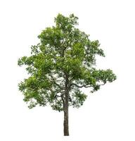 Tree isolated on white background with clipping path and alpha channel. photo
