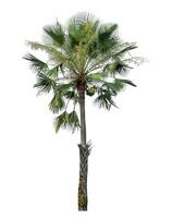 Green palm tree isolated on white background with clipping path and alpha channel photo