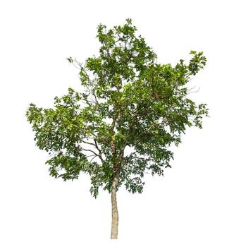 Tree isolated on white background with clipping path and alpha channel. photo