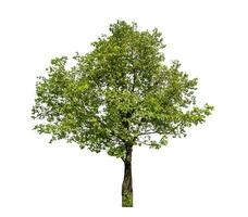 Tree isolated on white background with clipping path and alpha channel. photo