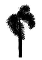 palm tree silhouette on white background with clipping path and alpha channel. photo