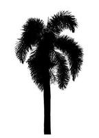 silhouette of a palm tree on a transparent background with clipping path and alpha channel. photo