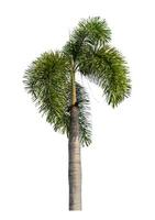 Green palm tree isolated on white background with clipping path and alpha channel. photo
