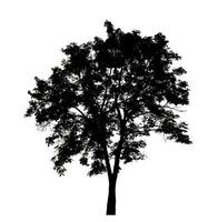 silhouette of a tree on a white background with clipping path and alpha channel. photo