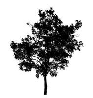 Tree silhouette on white background with clipping path and alpha channel. photo