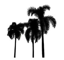 silhouette of a palm tree on a transparent background with clipping path and alpha channel. photo