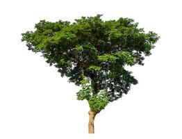 Green tree isolated on white background with clipping path and alpha channel. photo