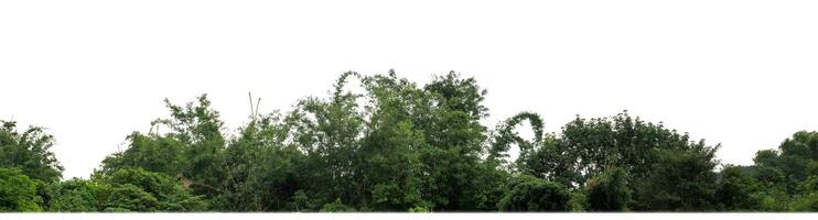 Green trees isolated are forest on white background, high resolution. photo