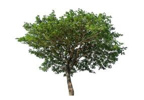 Green tree isolated on white background with clipping path and alpha channel. photo