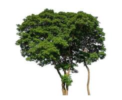 Green tree isolated on white background with clipping path and alpha channel. photo