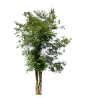 Green tree isolated on white background with clipping path and alpha channel. photo