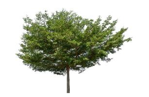 Green tree isolated on white background with clipping path and alpha channel. photo
