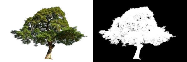 Single tree on white background with clipping path and alpha channel on black background. photo