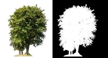 trees on white background with clipping path and alpha channel on black background. photo