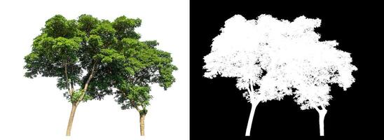 Single tree on white background with clipping path and alpha channel on black background. photo