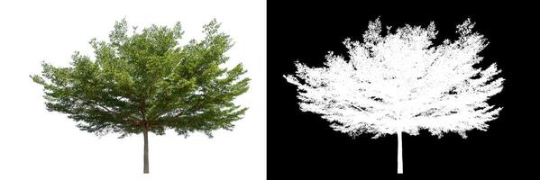 Single tree on white background with clipping path and alpha channel on black background. photo