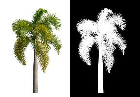 Green palm tree isolated on white background with clipping path and alpha channel on black background. photo