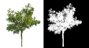 Single green tree on white background with clipping path and alpha channel on black background. photo