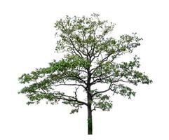 Tree isolated on white background with clipping path and alpha channel. photo