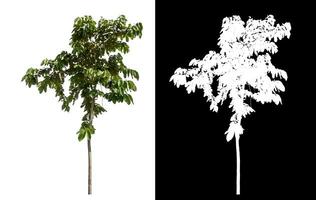 Single green tree on white background with clipping path and alpha channel on black background. photo