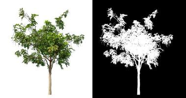 Single green tree on white background with clipping path and alpha channel on black background. photo