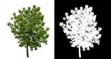 Single green tree on white background with clipping path and alpha channel on black background. photo