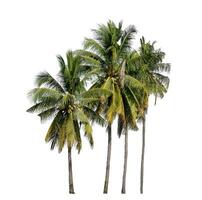 Group of coconut trees on white background with clipping path and alpha channel. photo