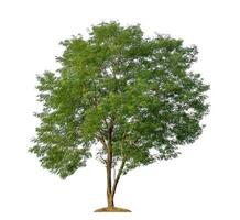 Green tree isolated on white background with clipping path and alpha channel. photo