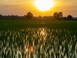 The beautiful sunset view in the sky and the nature beauty seeding in the paddy plant. photo