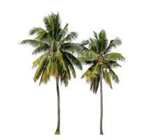 Coconut trees on white background with clipping path and alpha channel. photo