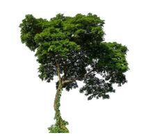 Green tree isolated on white background with clipping path and alpha channel. photo