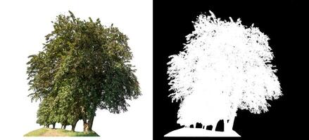 trees on white background with clipping path and alpha channel on black background. photo