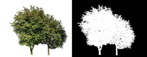 soltero árbol en blanco antecedentes con recorte camino y alfa canal en negro antecedentes. foto