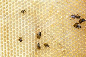 Tails of honey bees that extract honey from honeycombs. natural and healthy honey collected in spring in gardens photo