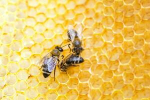 Tres abejas en panales comer Fresco miel recogido en primavera en Fresco cera foto