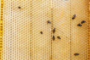 Honey on a frame with fresh wax. Bees steal honey from combs on wooden frames photo