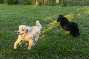 Two dogs white and black run and frolic on the green lawn in the summer photo