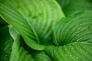 anfitrión, hostas, plátano lirios, giboshi prospera un ornamental planta, agrega encanto a parque y jardín paisajes foto