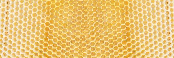 Honeycombs, with fresh honeycomb, are filled with acacia honey. Close-up photo