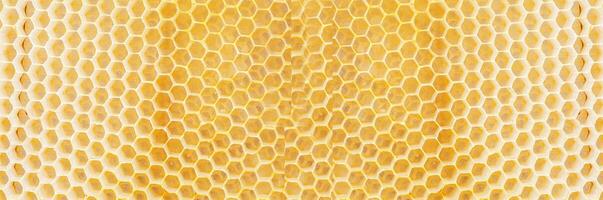 Honeycombs, with fresh honeycomb, are filled with acacia honey. Close-up photo